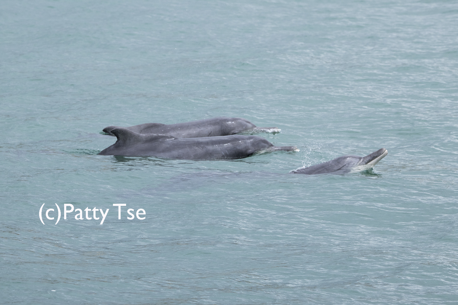 Humpback Dolphin small pod